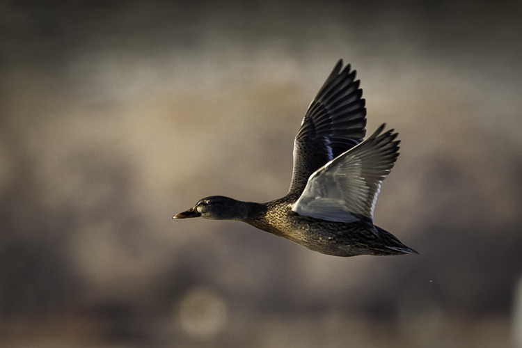 bosque_de_apache_ducks_flying.jpg