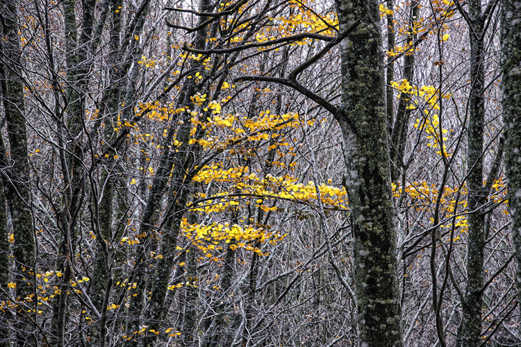 image_photo_soul_fleury_autumn_italy_trees.jpg