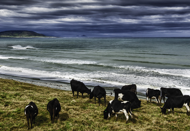 image_photo_soul_fleury_cows_beach_new_zealand_south_island.jpg