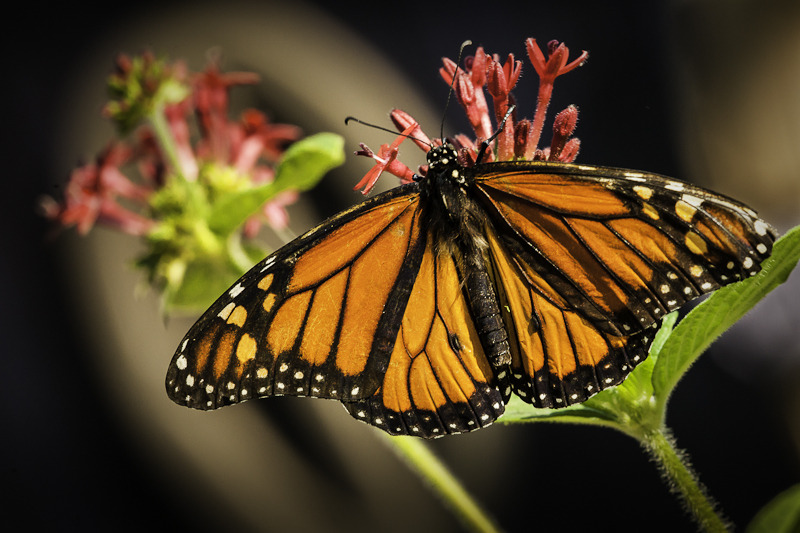 image_photo_soul_fleury_monarch_butterfly.jpg