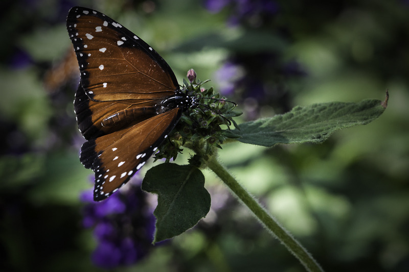 image_photo_soul_fleury_monarch_butterfly.jpg