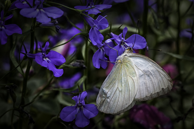 image_photo_soul_fleury_white_butterfly_golden_flower.jpg