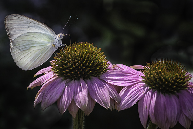 image_photo_soul_fleury_white_butterfly_purple_flower.jpg