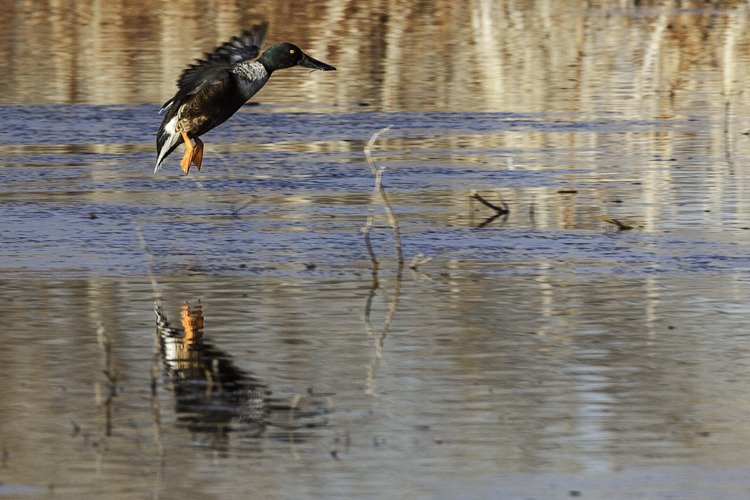 photo_image_bosque_de_apache_duck_landing.jpg