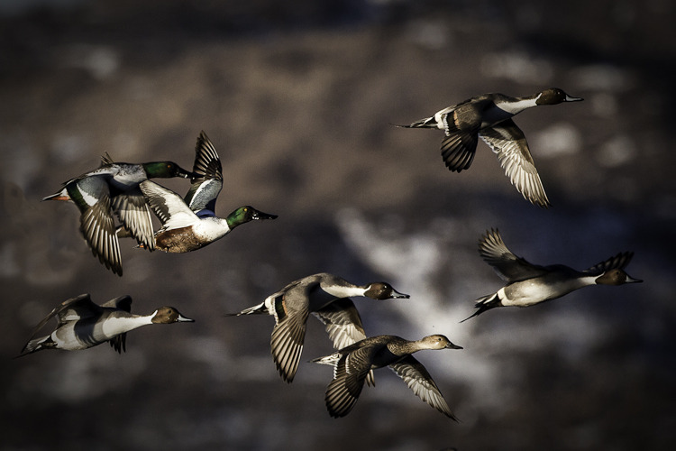 photo_image_bosque_de_apache_ducks_flying.jpg
