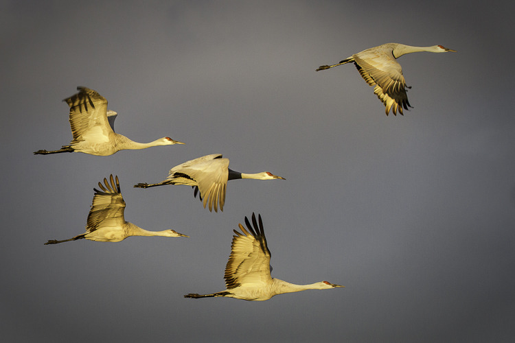 photo_image_bosque_de_apache_sand_hill_cranes_flying.jpg