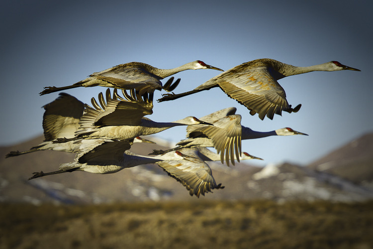 photo_image_bosque_de_apache_sand_hill_cranes_flying1.jpg