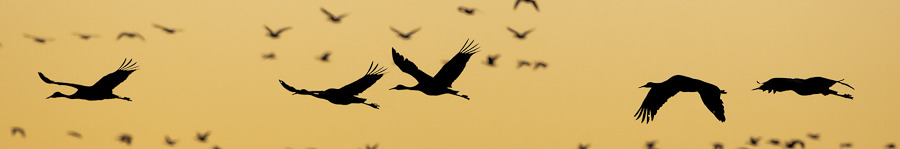 photo_image_bosque_de_apache_sand_hill_cranes_flying_1.jpg