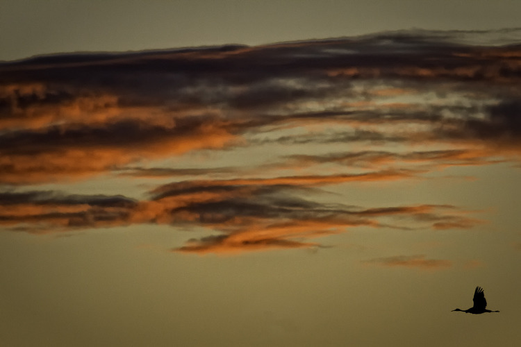 photo_image_bosque_de_apache_sand_hill_cranes_flying_orange_sky.jpg