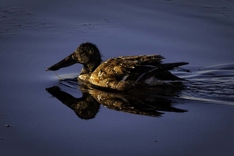 photo_image_bosque_duck_reflection_water.jpg