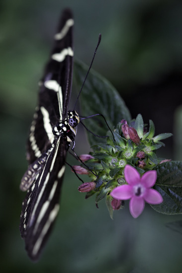 photo_image_zebra_butterfly_black_white.jpg